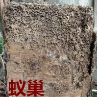 別墅墻體挖出超大白蟻巢！??！